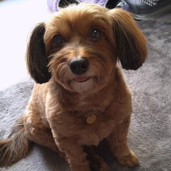 見上げるモカちゃん