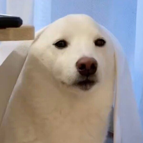 「謎行動」で飼い主さんの気を引くゆきみちゃん