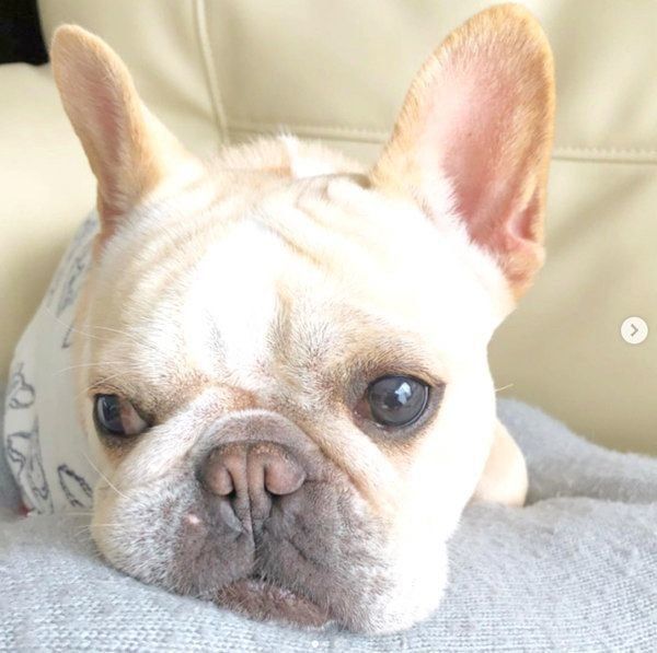 元繁殖犬・フレンチ・ブルドッグのもなちゃん