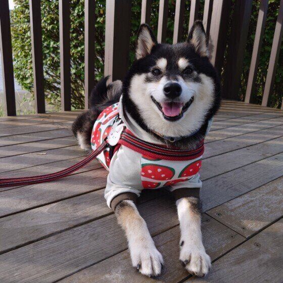 柴のモモちゃん