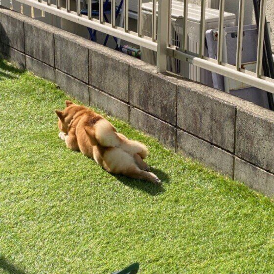 ほふく前進をする柴犬