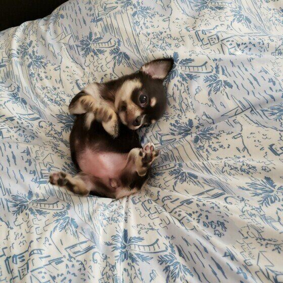 ヘソ天するチワワ