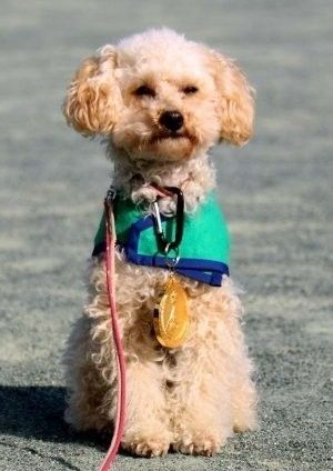 トイ・プードルのあんずちゃん