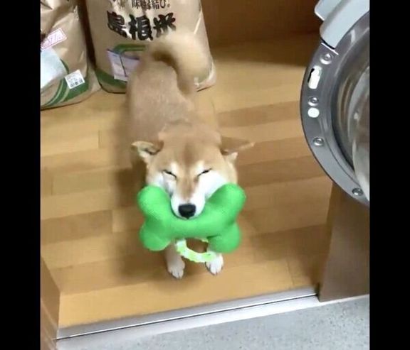 笑顔でアピールするすずちゃん