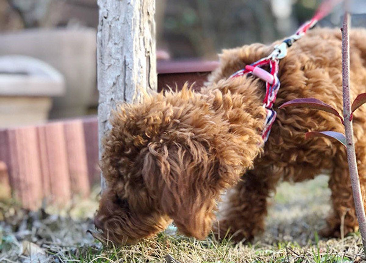 犬のウンチ後の 砂かけ 行為の理由 意見が分かれるも 真相は いぬのきもちweb Magazine 犬のウンチ後の 砂かけ 行為の理由 意見が分かれるも 真相は いぬのきもちweb Magazine