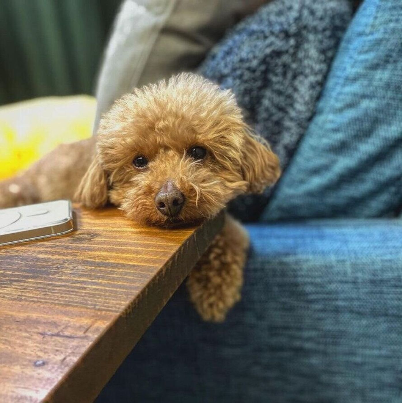 犬があごをのせてくつろぐ理由とは 癒やされる あごのせ画像 も いぬのきもちweb Magazine 犬があごをのせてくつろぐ理由とは 癒やされる あごのせ画像 も いぬのきもちweb Magazine