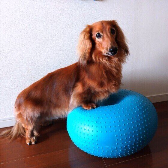 ダックスフンドのニムくん