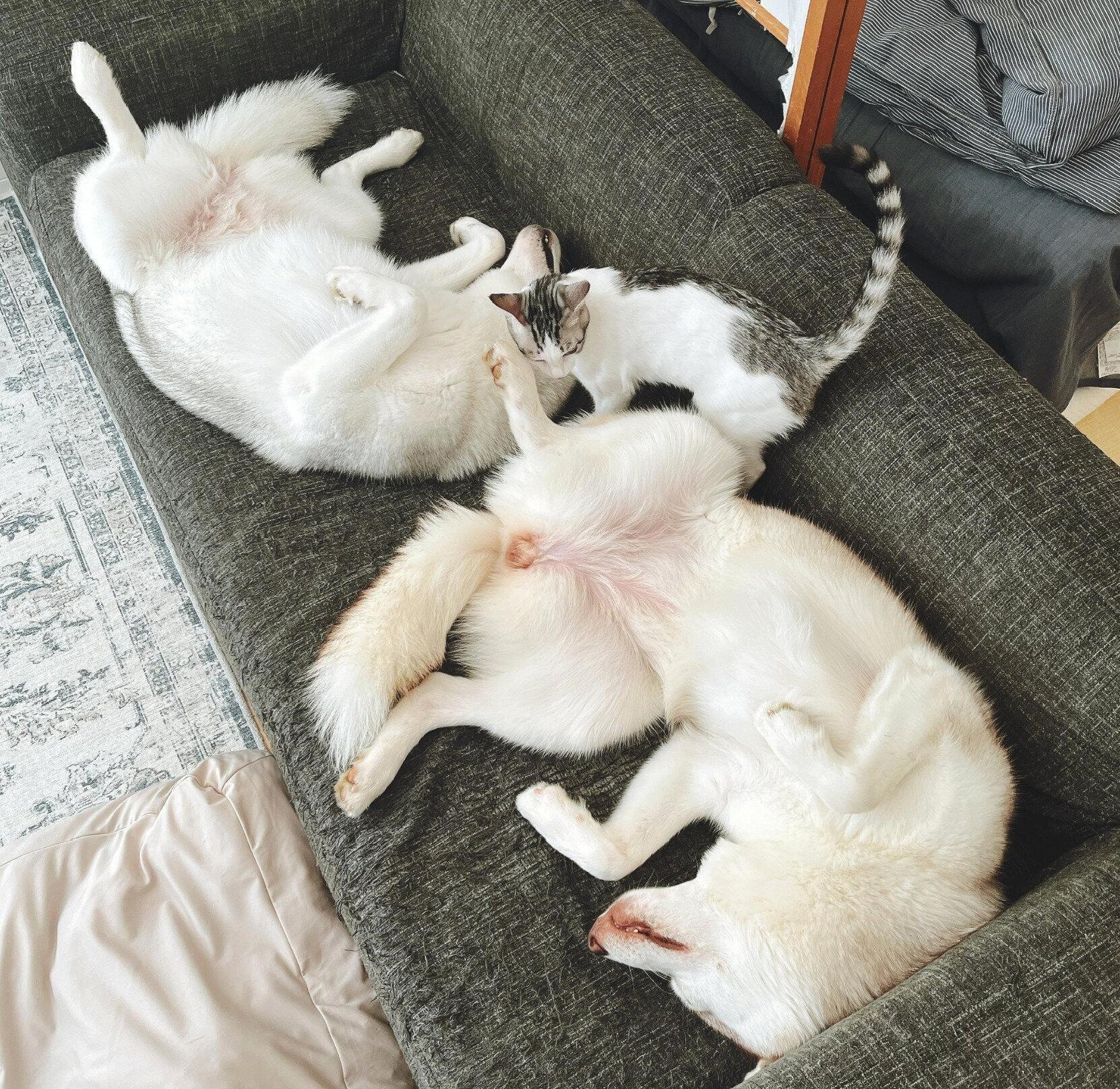 まったりするりりちゃんとここちゃん