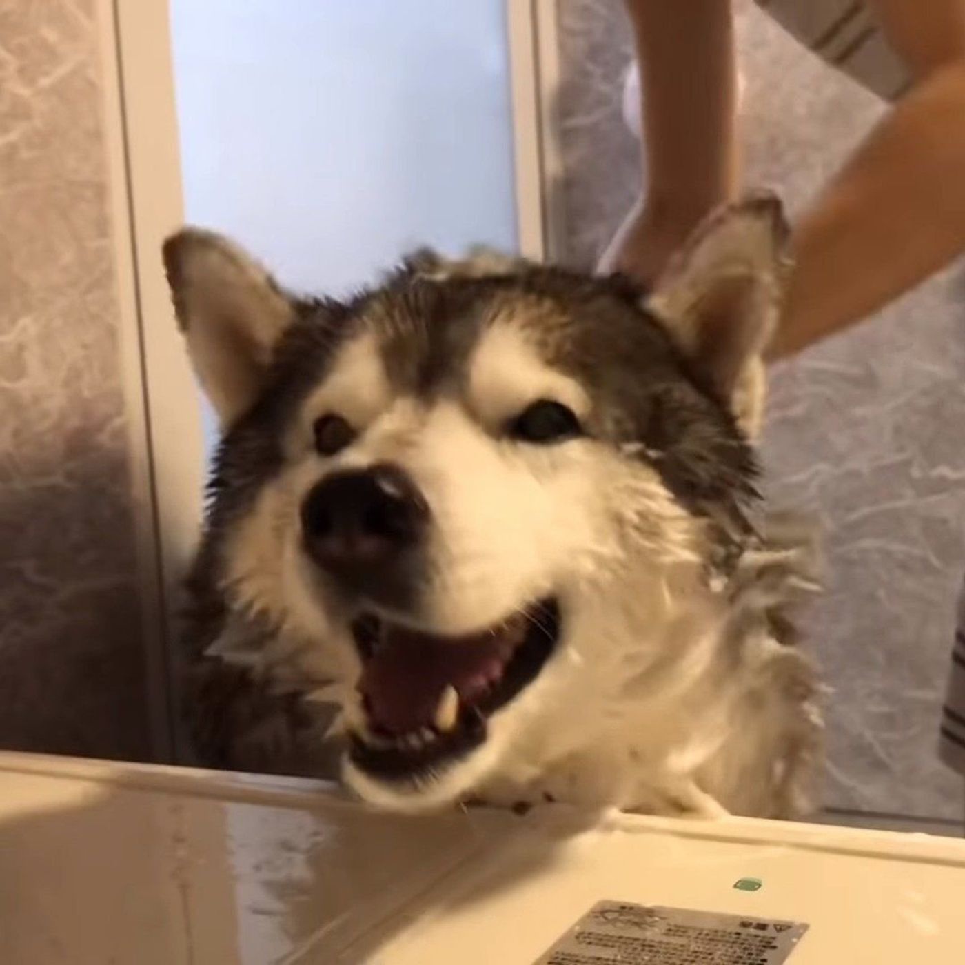 オフローズハイ お風呂上がりに大興奮のシベリアン ハスキー いぬのきもちweb Magazine オフローズハイ お風呂上がりに大興奮のシベリアン ハスキー いぬのきもちweb Magazine