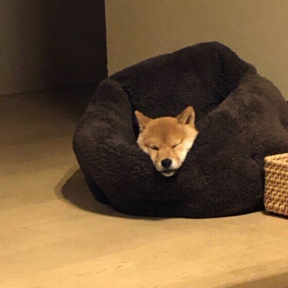 だんご  柴