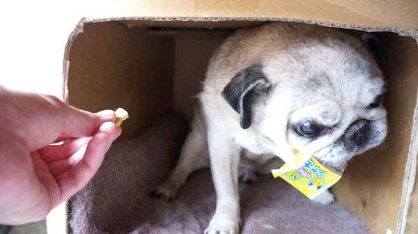 意地を張るパグ