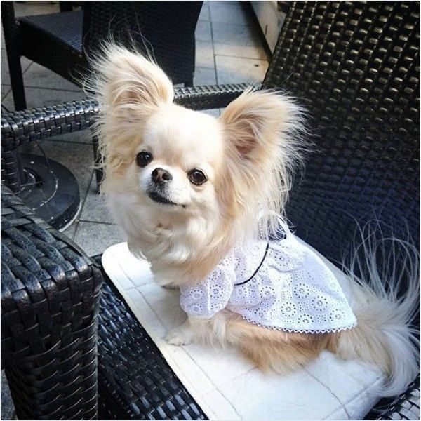 洋服着るワンコ