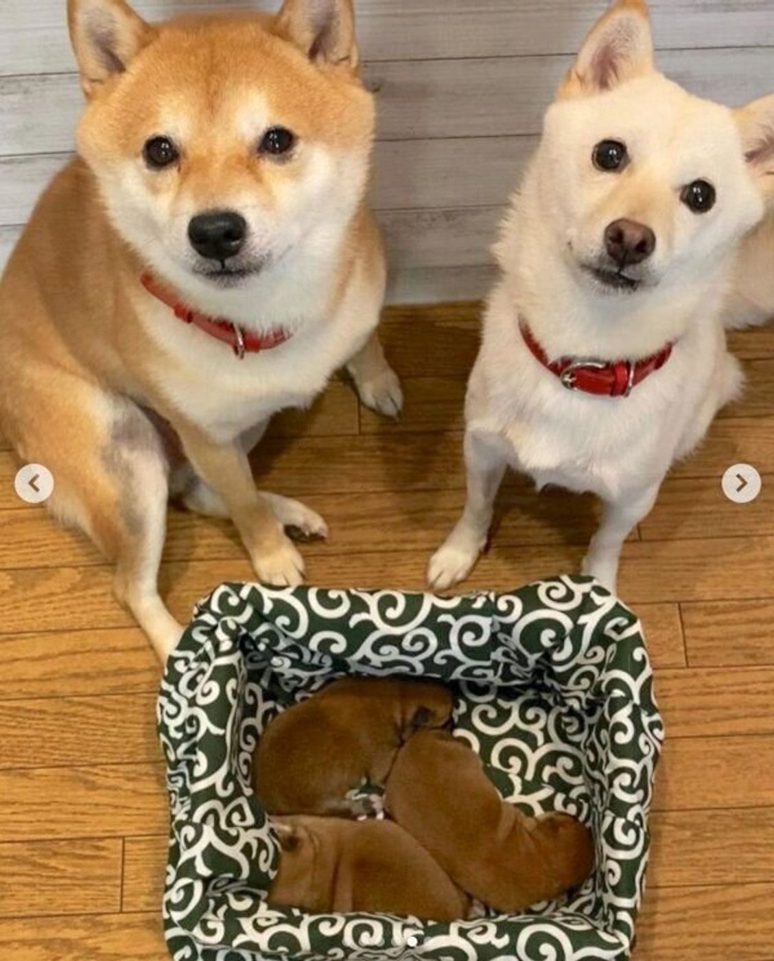 豆柴コンビに待望の赤ちゃんが誕生 初めての出産で悲しみと喜びを経験 育児に奮闘する様子を聞いた いぬのきもちweb Magazine 豆柴コンビに待望の赤ちゃんが誕生 初めての出産で悲しみと喜びを経験 育児に奮闘する様子を聞いた いぬのきもちweb Magazine