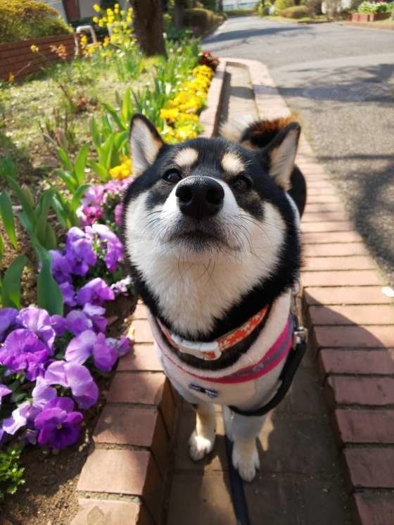 散歩や庭の栽培時に注意 犬が食べると危険な春の植物 いぬのきもちweb Magazine