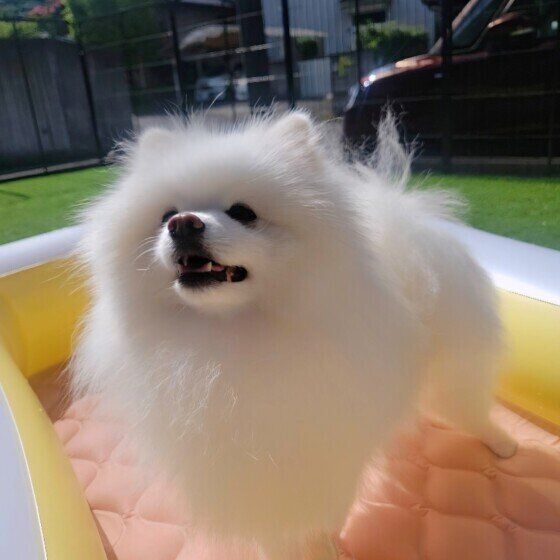 ビニールプールで遊ぶポメラニアン