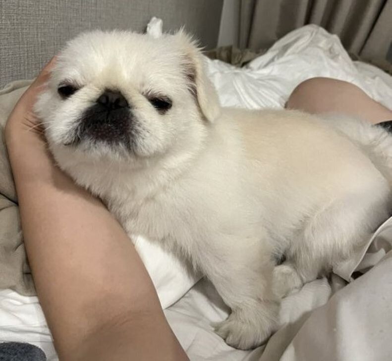 飼い主さんになでてもらうペキニーズ