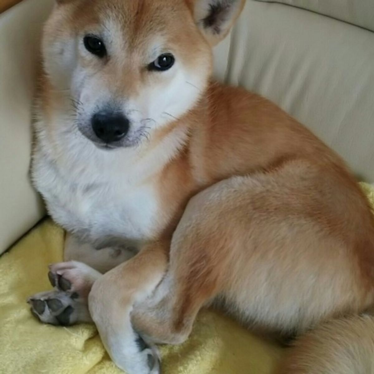 かゆいときだけじゃない 犬が かきかき する意外なきもち いぬのきもちweb Magazine かゆいときだけじゃない 犬が かきかき する意外なきもち いぬのきもちweb Magazine