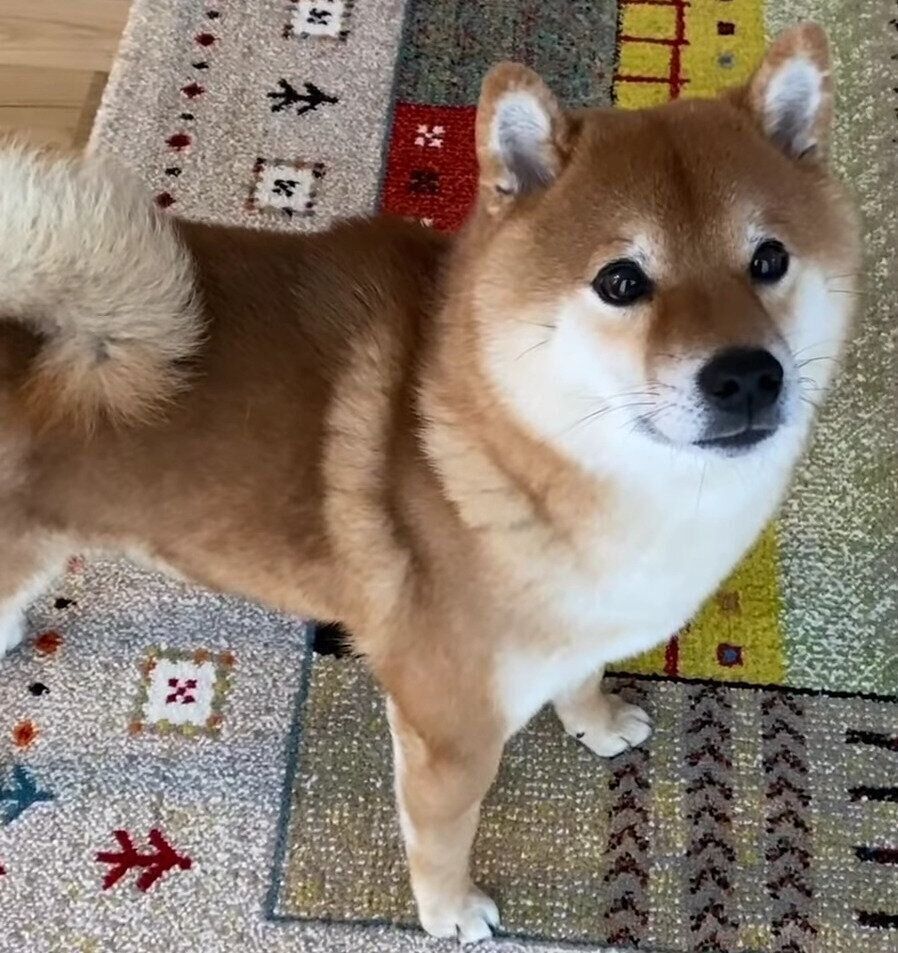 わくわく顔の犬