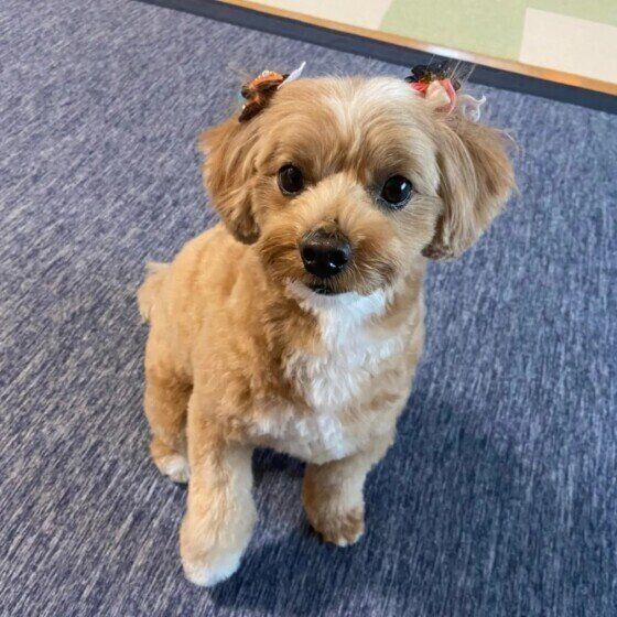 小型犬のふくちゃん