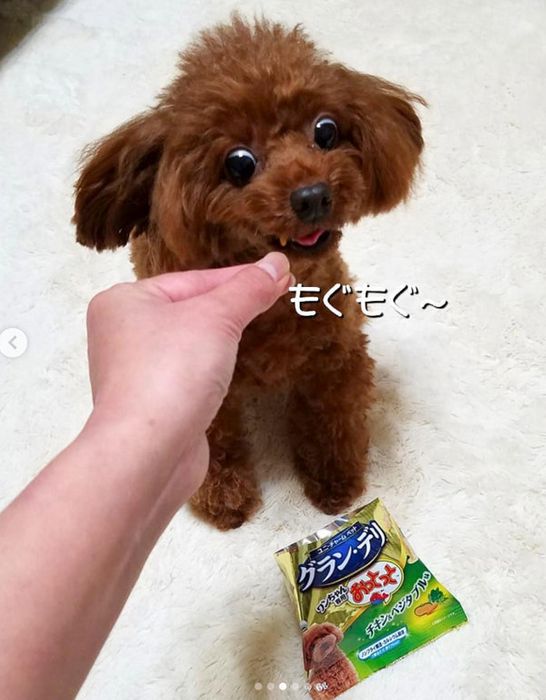 おっとっとを食べるトイ・プードル