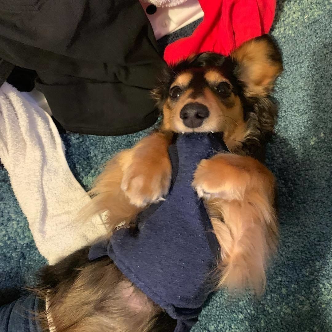 うらめしや 犬が 幽霊ポーズ をするときの心理は 獣医師監修 いぬのきもちweb Magazine