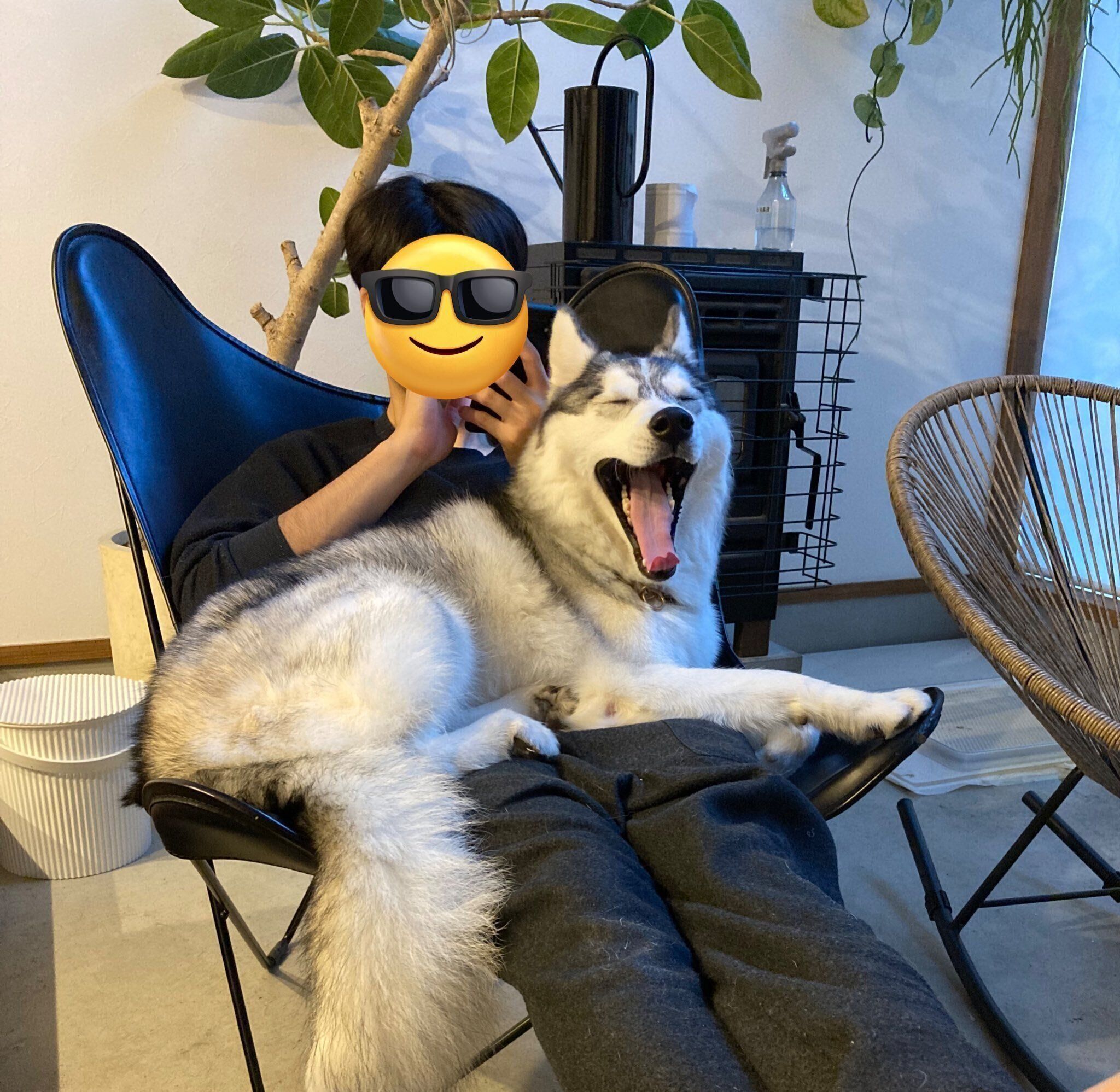 パパさんの膝の上でくつろぐ硯くん