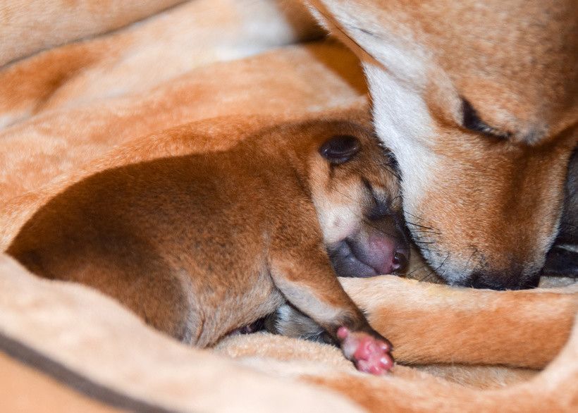 眠る犬たち