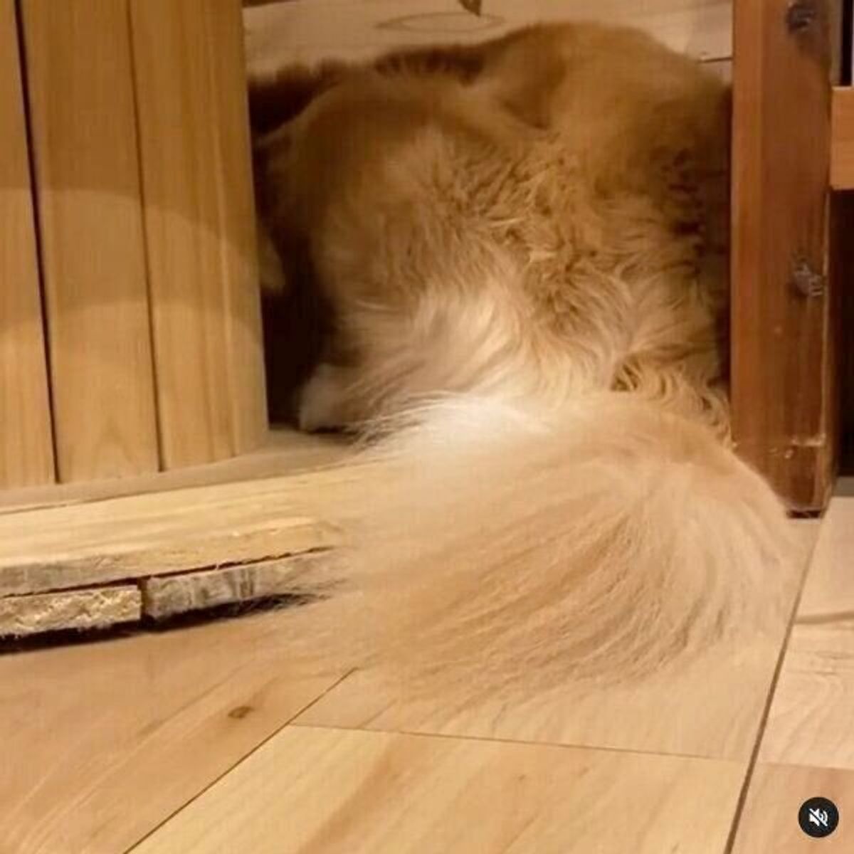 部屋の隅でいじけるゴールデン 飼い主が ウザめ にかまってみると 胸キュン行動に いぬのきもちweb Magazine 部屋の隅でいじけるゴールデン 飼い主が ウザめ にかまってみると 胸キュン行動に いぬのきもちweb Magazine