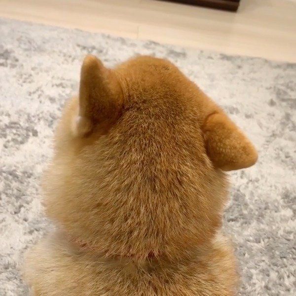 撫で撫でアンテナを持つ柴犬
