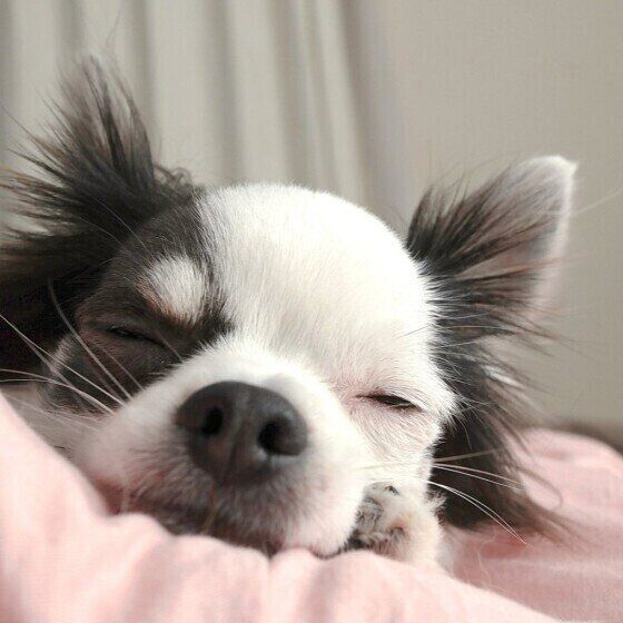 毛布の上でうとうとするチワワ