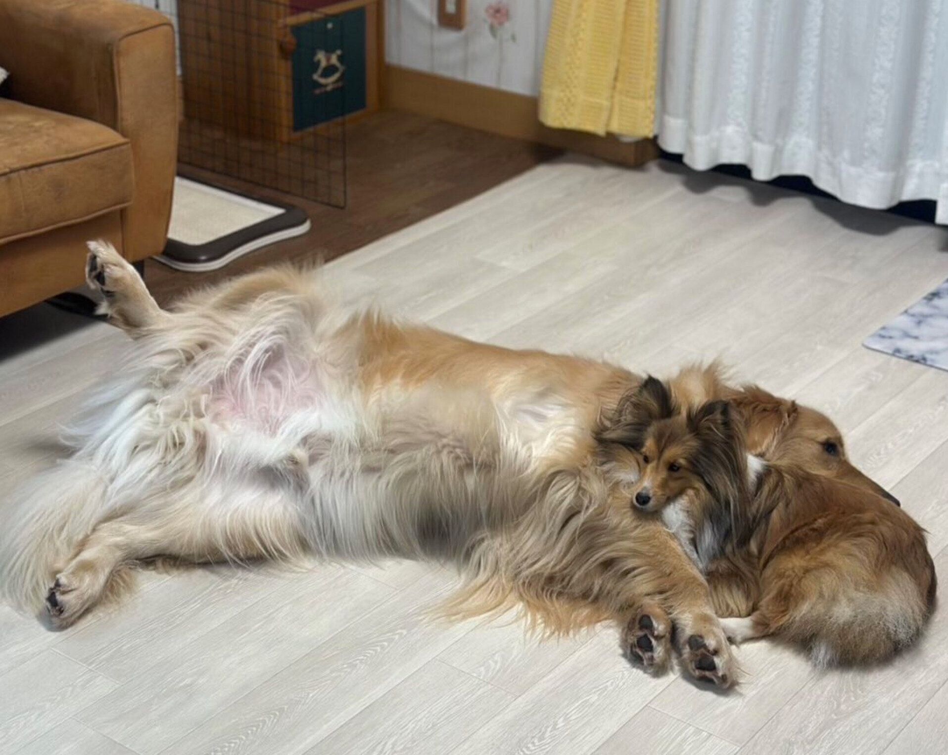 くっつくレオくん、アネラちゃん