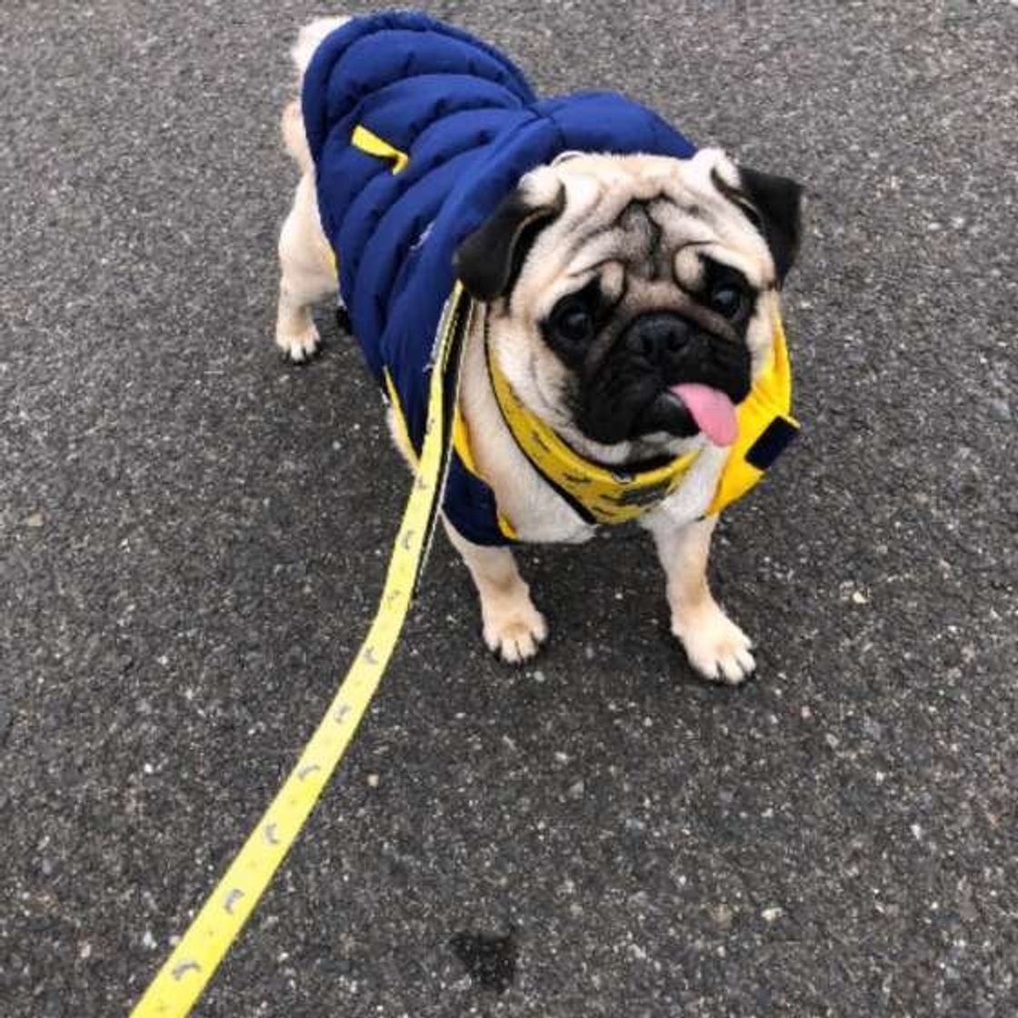 飼い主の前を歩かせるのはng 犬と飼い主の上下関係 ウソ ホント いぬのきもちweb Magazine 飼い主の前を歩かせるのはng 犬と飼い主の上下関係 ウソ ホント いぬのきもちweb Magazine