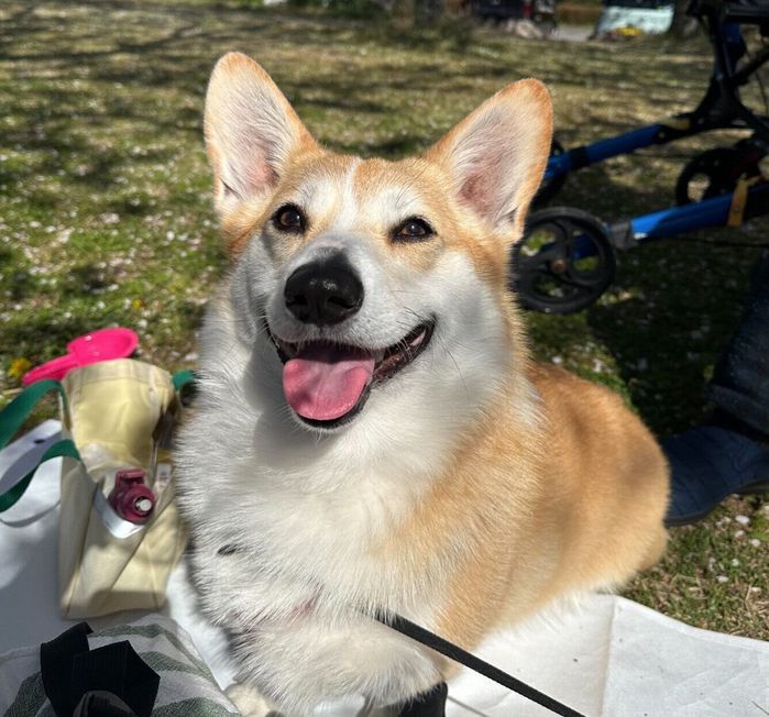 お出かけを楽しむこはくちゃん