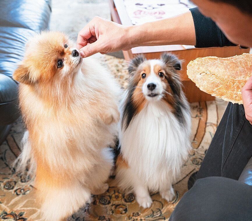 被毛と全身の健康のため毎日のおやつは手作りにしてフードも良質なものを選ぶ