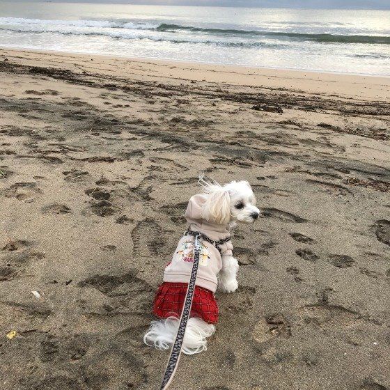 海を眺める　まるちゃん