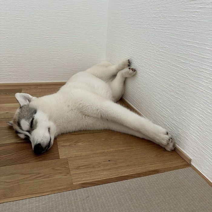 別の日の様子 気持ちよさそうに眠る姿がかわいらしい