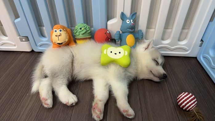 スヤスヤ眠る福丸くん