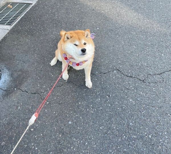 イヤイヤ発動中のハナちゃん