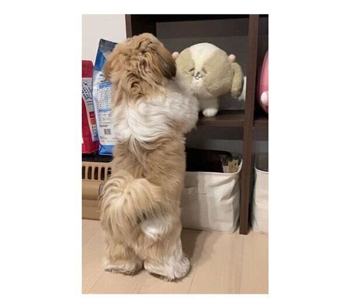 棚に飾られた ぬいぐるみ が欲しい犬 決定的な犯行の瞬間が可愛すぎた いぬのきもちweb Magazine 棚に飾られた ぬいぐるみ が欲しい犬 決定的な犯行の瞬間が可愛すぎた いぬのきもちweb Magazine