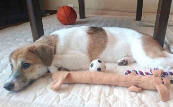 フセをするコロちゃん