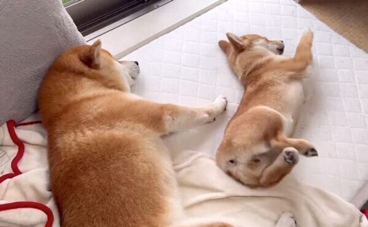 寝相が悪い妹犬が 最終的には 兄犬とまったく同じ寝姿に 尊すぎる光景 癒されます の声 いぬのきもちweb Magazine 寝相が悪い妹犬が 最終的には 兄犬とまったく同じ寝姿に 尊すぎる光景 癒されます の声 いぬのきもちweb Magazine