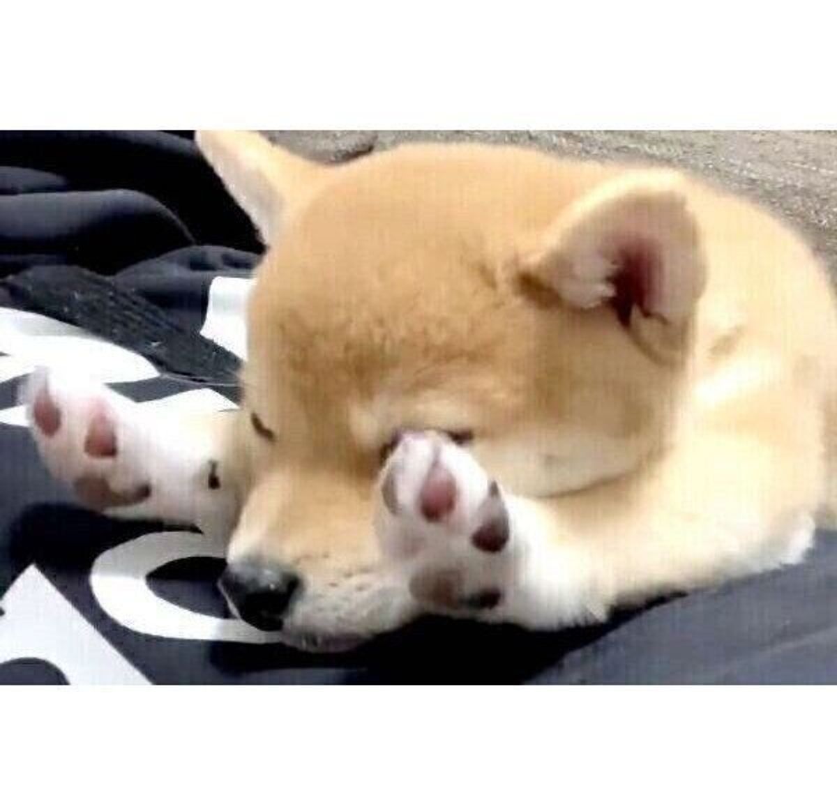 飼い主が笑うたびに スーパーマン になる豆柴子犬 1才になった現在の姿は 愛らしい魅力に迫る いぬのきもちweb Magazine 飼い主が笑うたびに スーパーマン になる豆柴子犬 1才になった現在の姿は 愛らしい魅力に迫る いぬのきもちweb Magazine