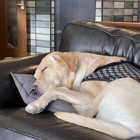 ラブラドール・レトリーバーのマロンくん