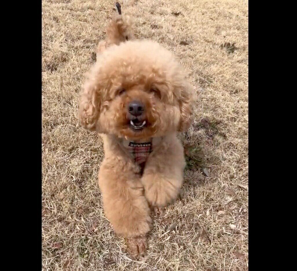 ほふく前進をするプーチンくん