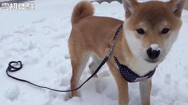 柴犬のこてつくん