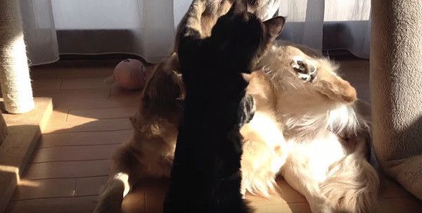 ゴールデン・レトリーバーと猫