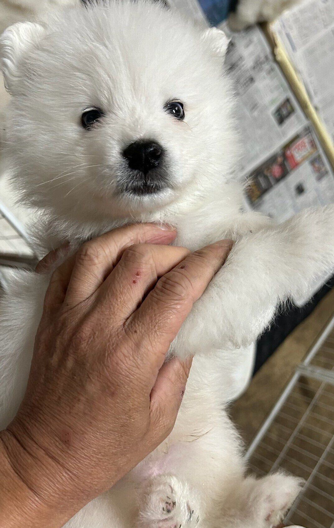 子犬時代のるんたくん　小さくてかわいい