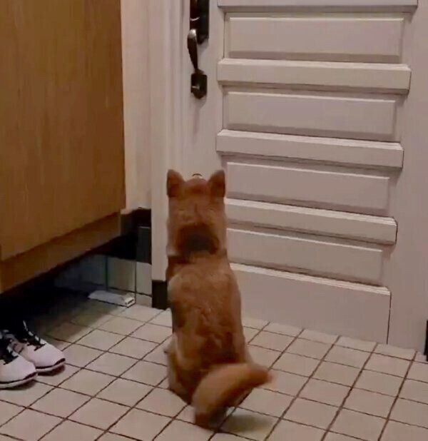 お父さんの帰宅を察知した麦くん