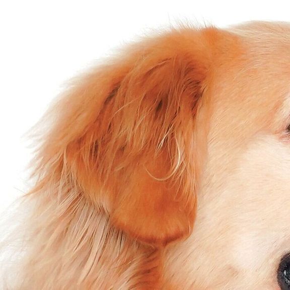 ドロップイヤー