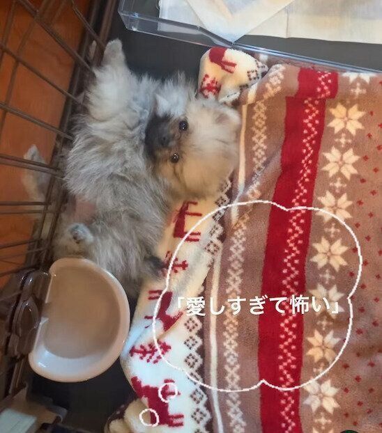 寝転がるたぬ彦くん